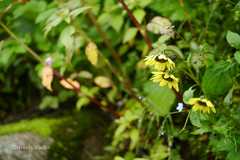 Cremanthodium arnicoides